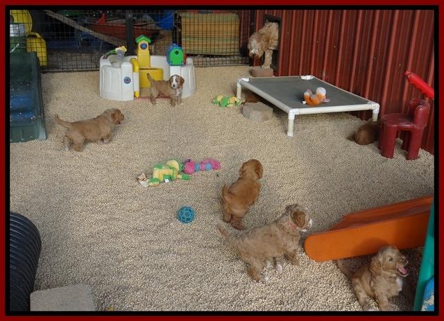 Dawn Ruler pups 5 wks old 51400