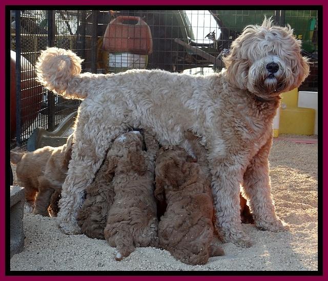 Dawn Ruler pups 7 wks old 401