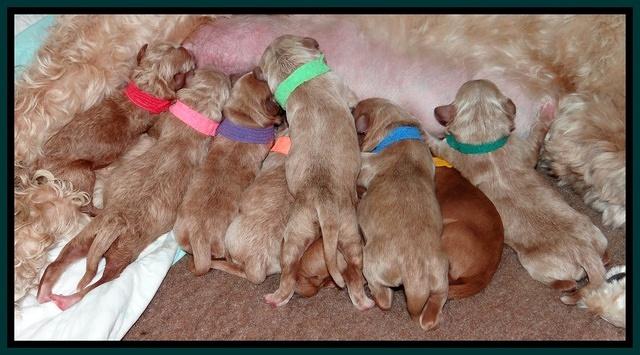 Dawn Ruler pups newborn group 11