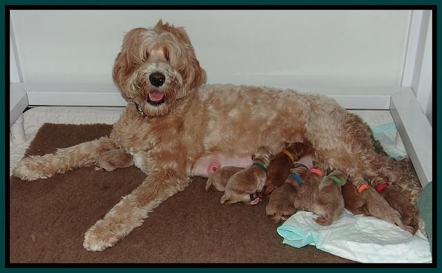 Dawn Ruler pups newborn group 110