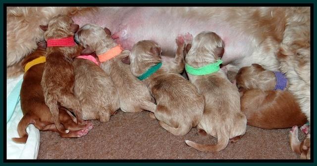 Dawn Ruler pups newborn group 21