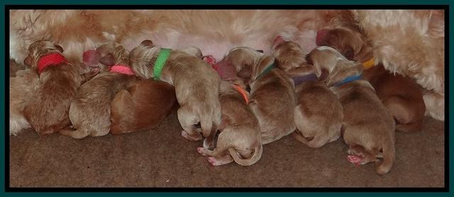 Dawn Ruler pups newborn group 210