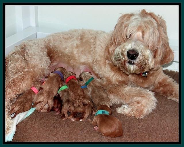 Dawn Ruler pups newborn group 31