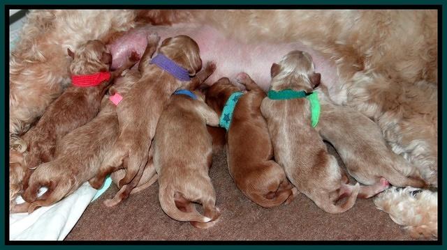 Dawn Ruler pups newborn group 41