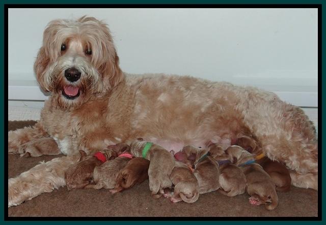 Dawn Ruler pups newborn group 410