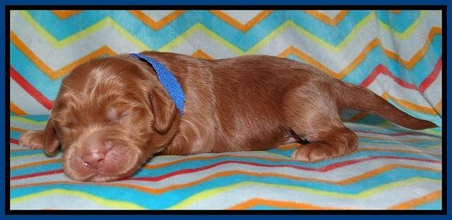 Tessa BEckham pups 1 wk old 41