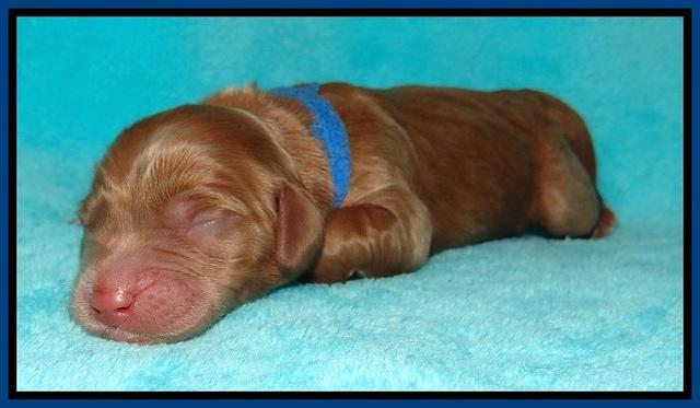 Tessa Beckham newborn pups 21