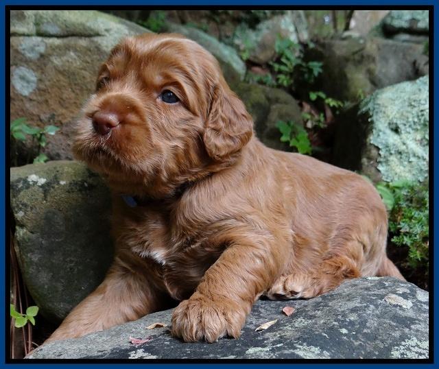 Tessa Beckham pups 3 wks old 21