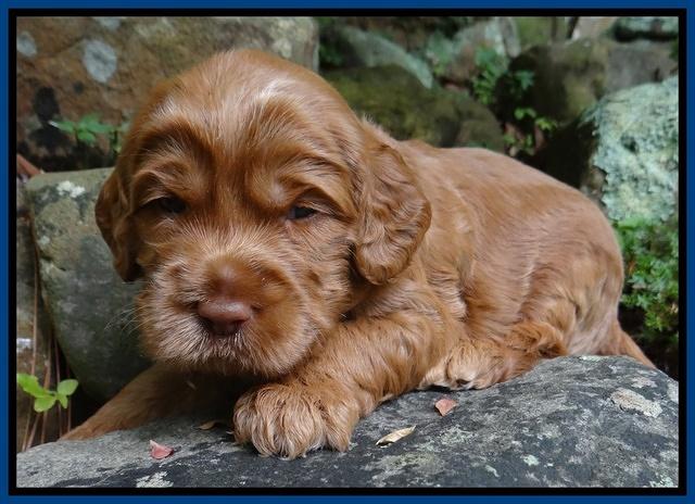 Tessa Beckham pups 3 wks old 31