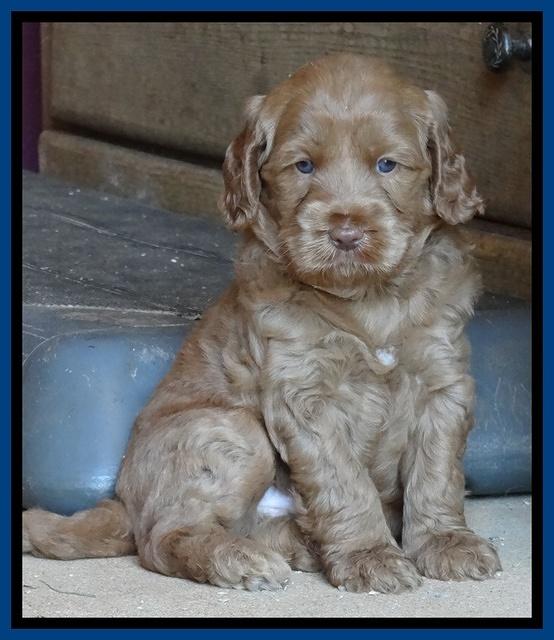 Tessa Beckham pups 5 wks old 51