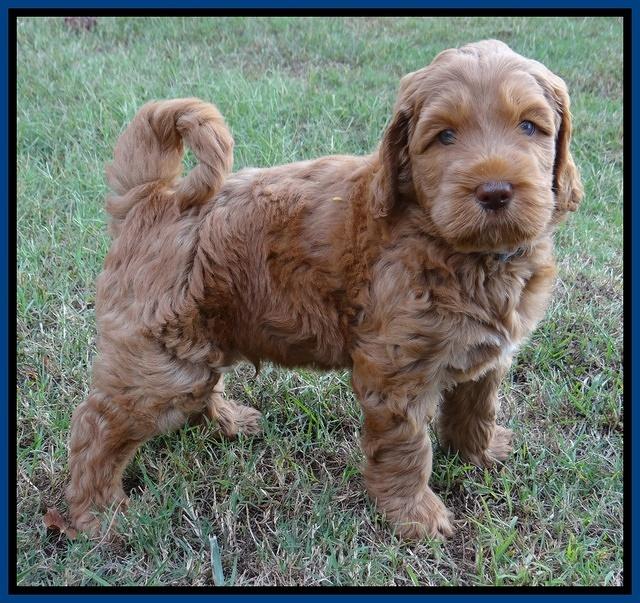 Tessa Beckham pups 7 wks old 250