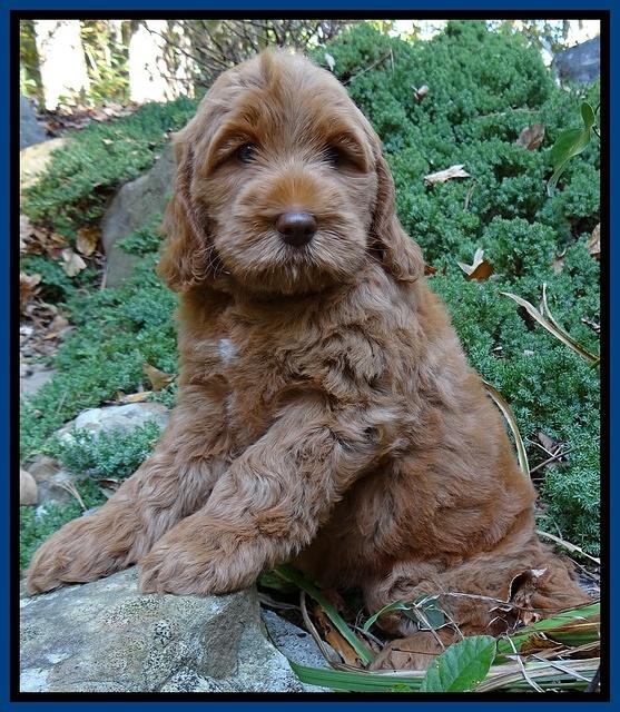 Tessa Beckham pups 8 wks old 11