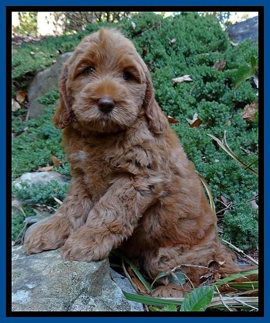 Tessa Beckham pups 8 wks old 21