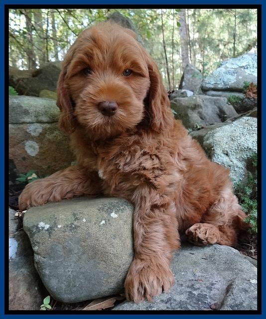 Tessa Beckham pups 8 wks old 21