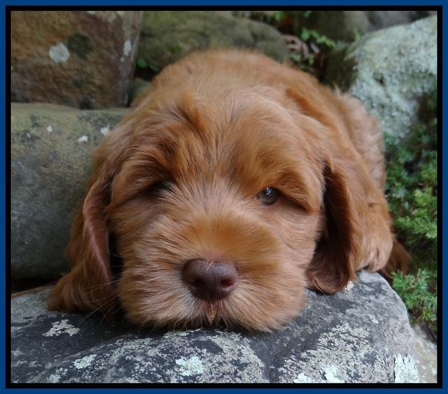 Tessa Beckham pups 8 wks old 51