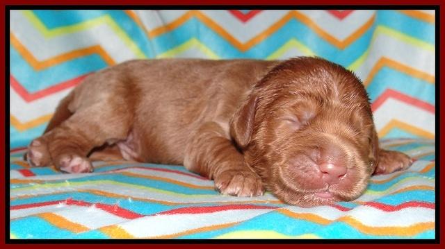 Tessa BEckham pups 1 wk old 101
