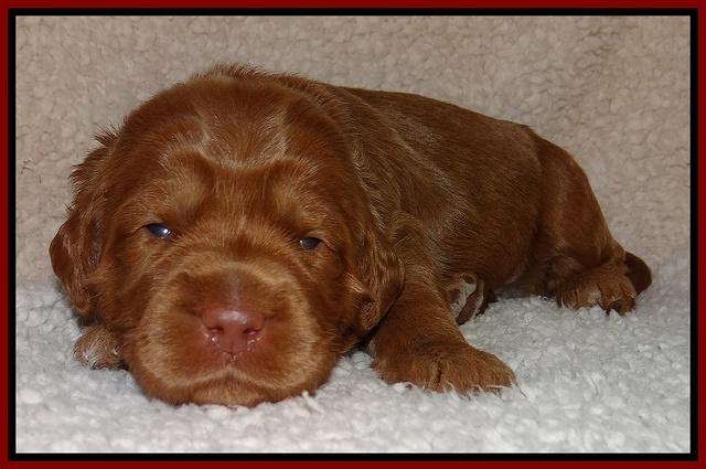 Tessa BEckham pups 2 wk old 51