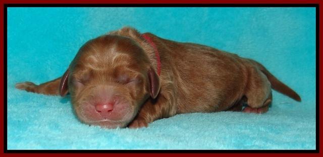 Tessa Beckham newborn pups 31