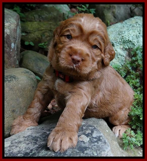 Tessa Beckham pups 3 wks old 41