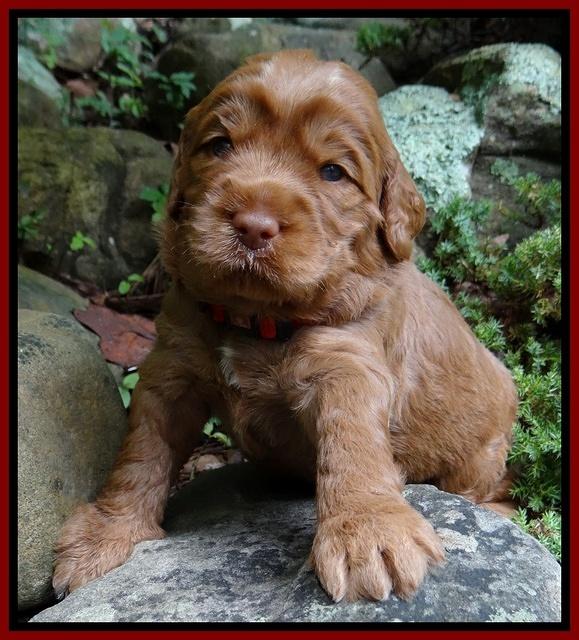 Tessa Beckham pups 3 wks old 51