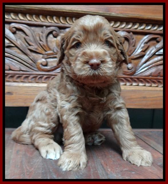 Tessa Beckham pups 4 wks old 41