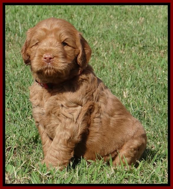 Tessa Beckham pups 5 wks old 101