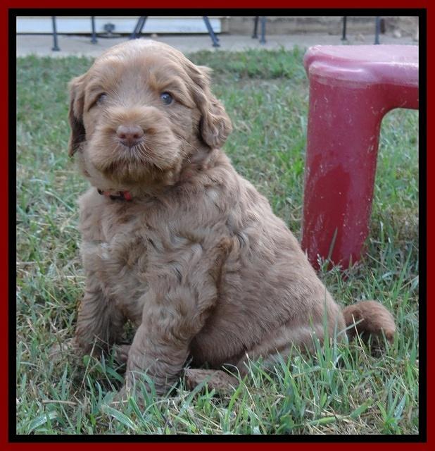 Tessa Beckham pups 5 wks old 61