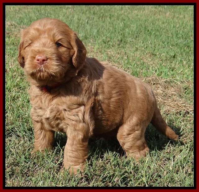 Tessa Beckham pups 5 wks old 91