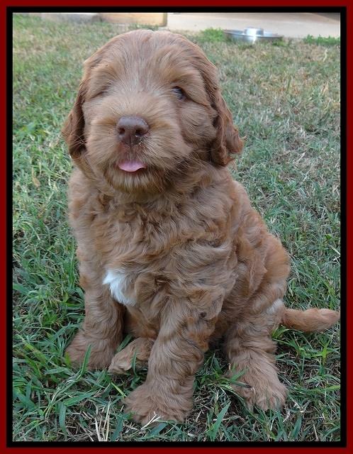 Tessa Beckham pups 7 wks old 450