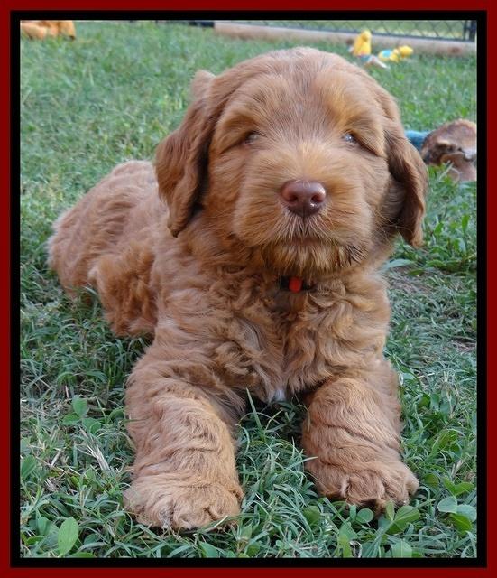 Tessa Beckham pups 7 wks old 650