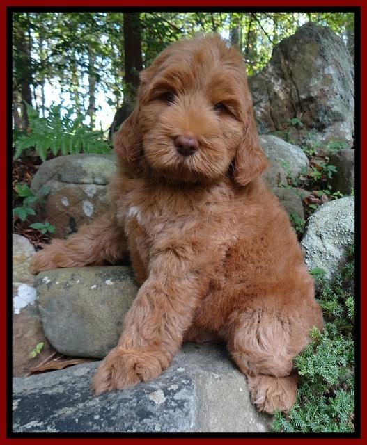 Tessa Beckham pups 8 wks old 151