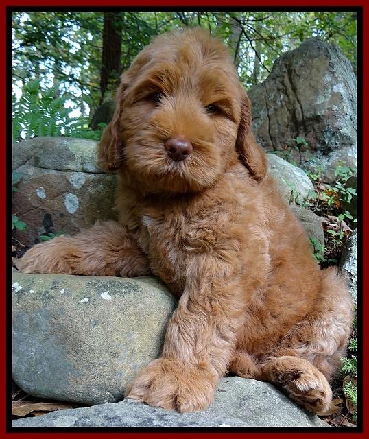Tessa Beckham pups 8 wks old 171