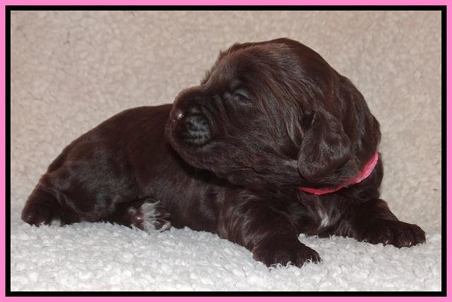 Tessa BEckham pups 2 wk old 71