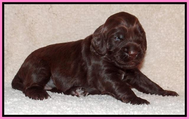 Tessa BEckham pups 2 wk old 81