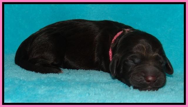 Tessa Beckham newborn pups 51