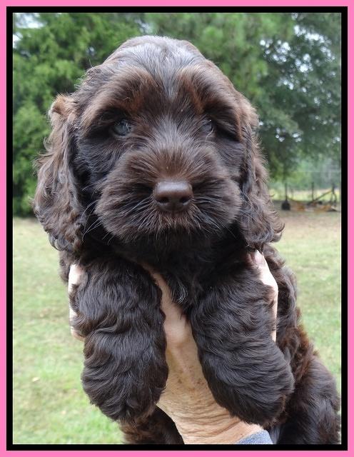 Tessa Beckham pups 6 wks old 81