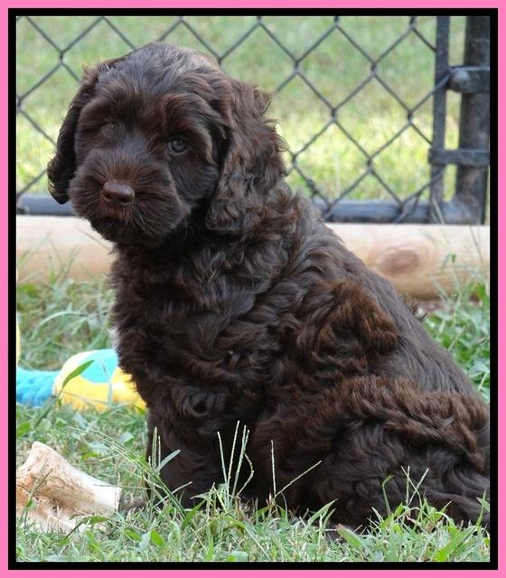 Tessa Beckham pups 7 wks old 1050