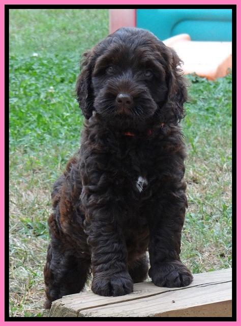 Tessa Beckham pups 7 wks old 1150