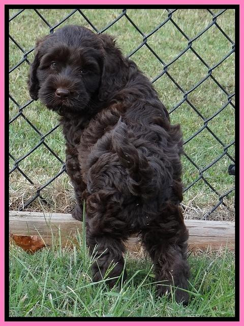 Tessa Beckham pups 7 wks old 950