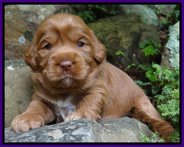 Tessa Beckham pups 3 wks old 111
