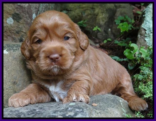 Tessa Beckham pups 3 wks old 131