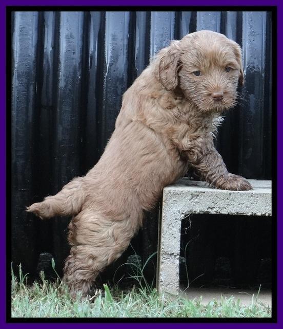 Tessa Beckham pups 5 wks old 221