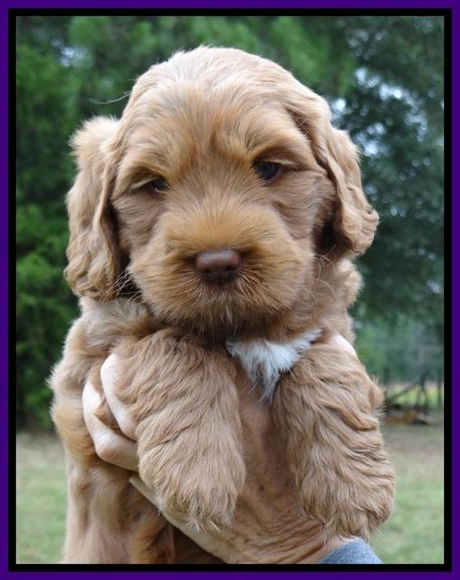 Tessa Beckham pups 6 wks old 101