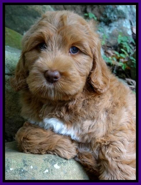 Tessa Beckham pups 8 wks old 181