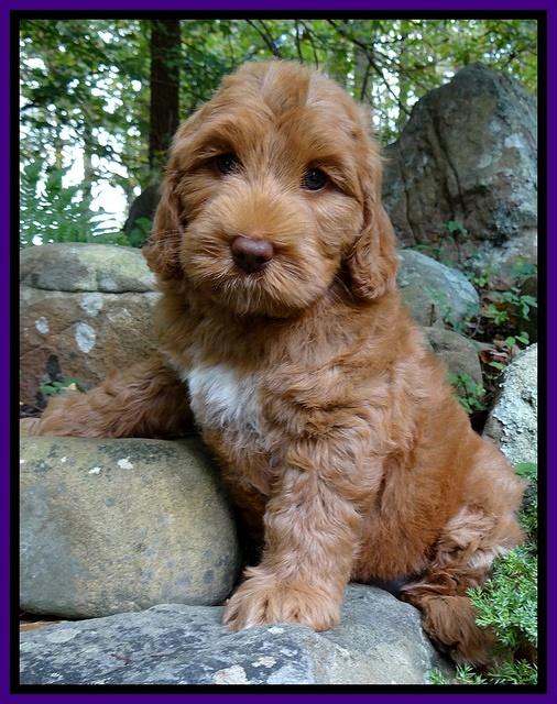 Tessa Beckham pups 8 wks old 201