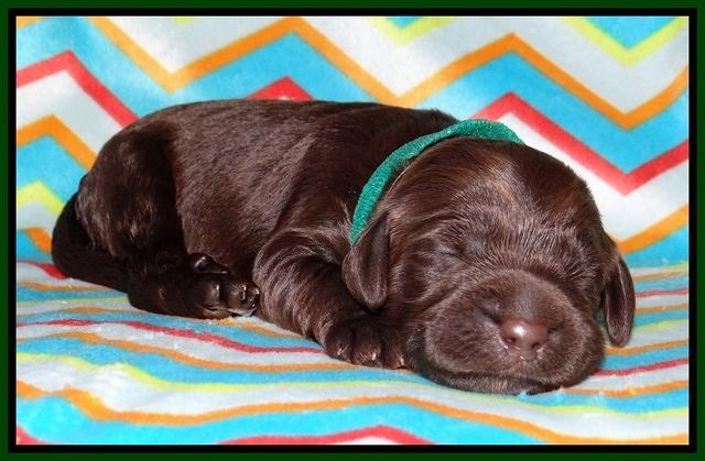 Tessa BEckham pups 1 wk old 161