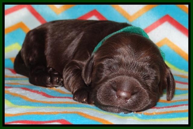 Tessa BEckham pups 1 wk old 171