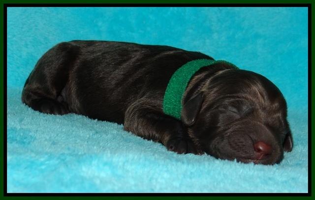 Tessa Beckham newborn pups 101