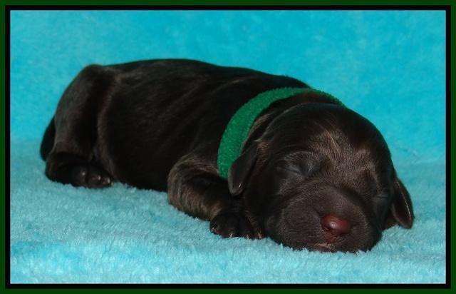 Tessa Beckham newborn pups 91