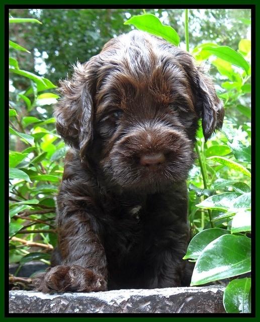 Tessa Beckham pups 4 wks old 151